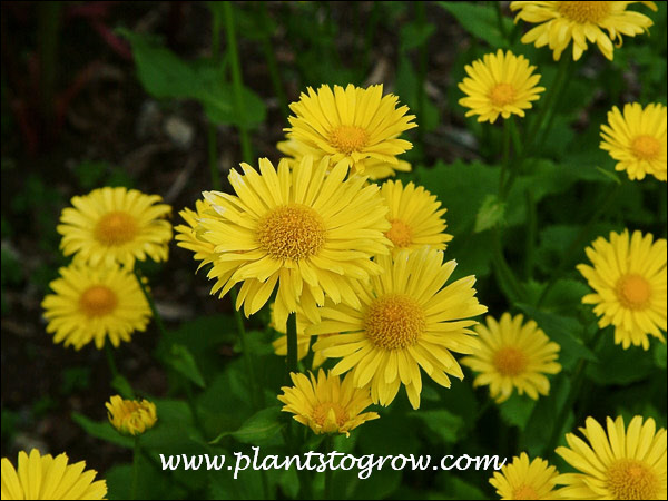 Magnificum is a larger plant and petals are finer.  (May 4)
